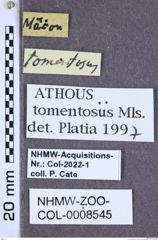 Etiketten zu Athous tomentosus (NHMW-ZOO-COL-0008545)